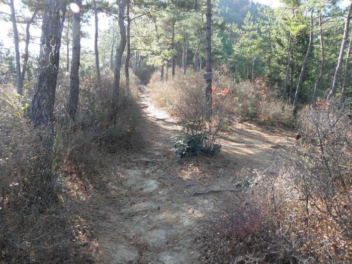 登城道(躑躅の小径付近)