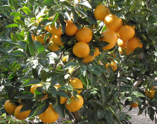庭の蜜柑