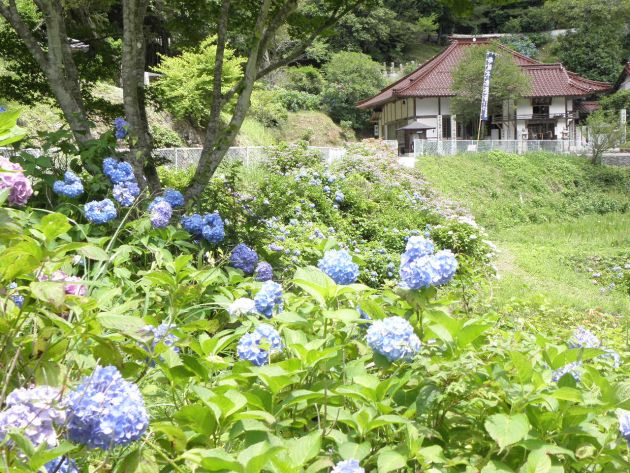 済渡寺の紫陽花