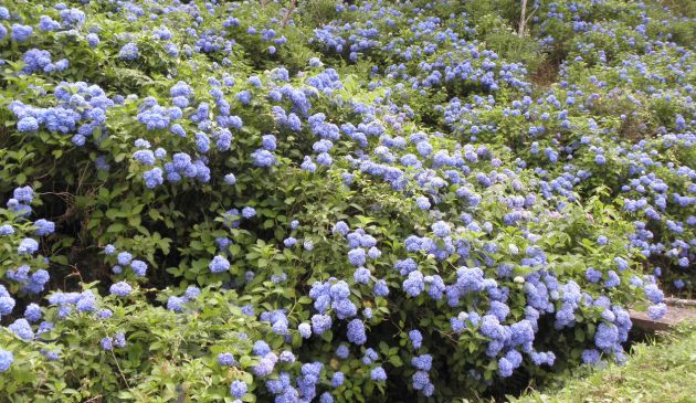 済渡寺の紫陽花