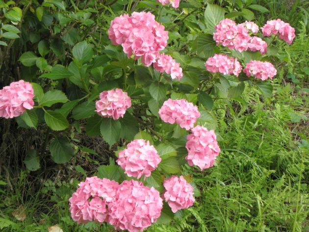 済渡寺の紫陽花