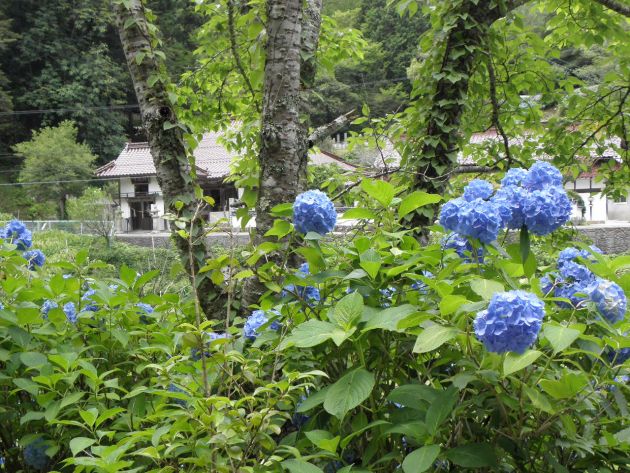 済渡寺の紫陽花