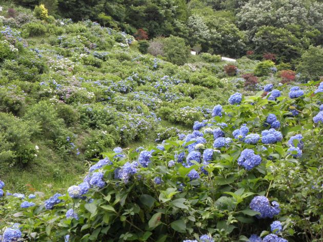済渡寺の紫陽花