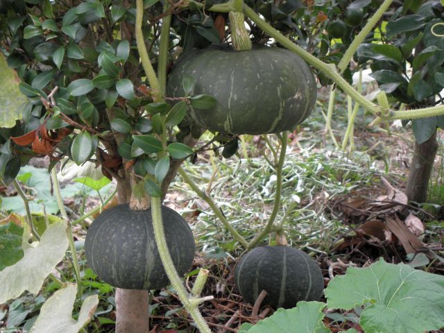 勝手に生えてきた南瓜 勝手に生えてきた南瓜