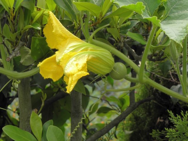 勝手に生えてきた南瓜 勝手に生えてきた南瓜