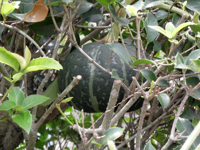 勝手に生えてきた南瓜 勝手に生えてきた南瓜