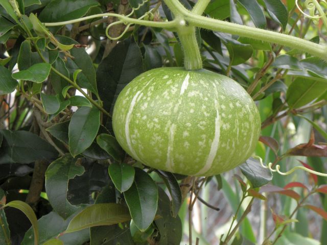 勝手に生えてきた南瓜 勝手に生えてきた南瓜