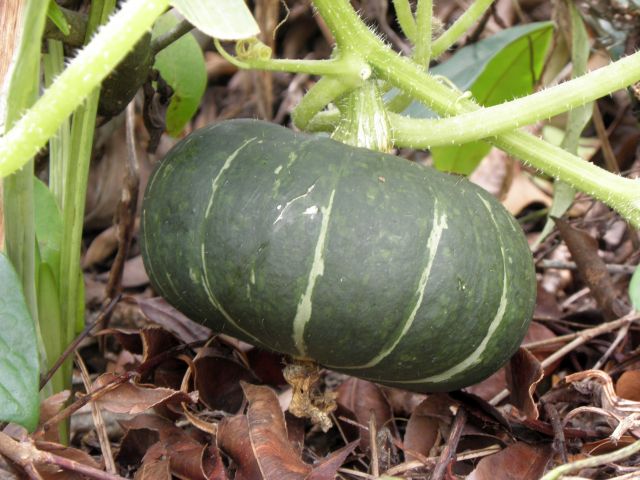 購入した苗の南瓜 購入した苗の南瓜