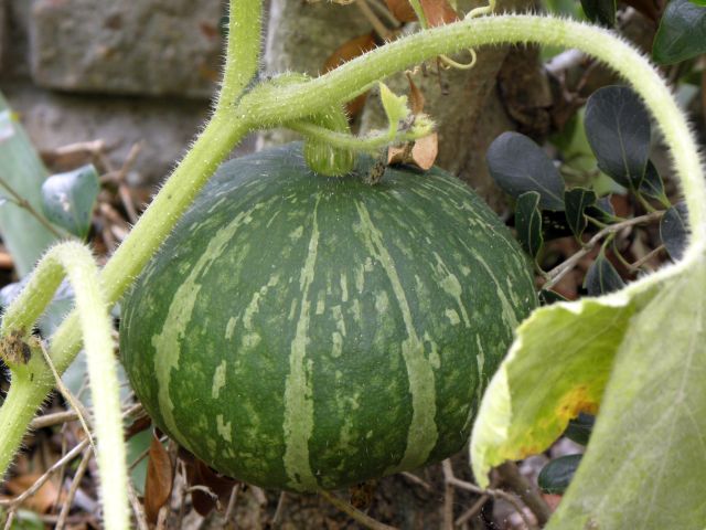 勝手に生えてきた南瓜 勝手に生えてきた南瓜