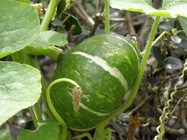 勝手に生えてきた南瓜 勝手に生えてきた南瓜