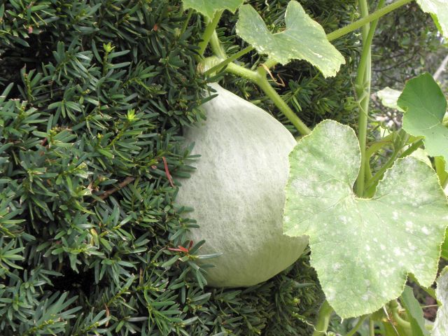 購入した苗の南瓜 購入した苗の南瓜