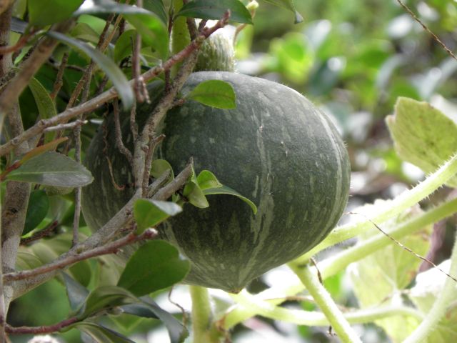 勝手に生えてきた南瓜 勝手に生えてきた南瓜
